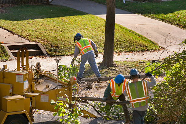 Best Emergency Storm Tree Removal  in Highland Lakes, AL